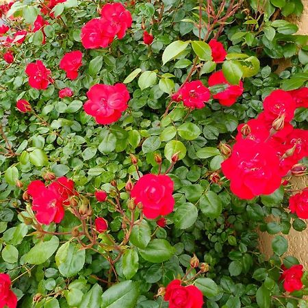 La Maison Des Roses Chadrac Luaran gambar